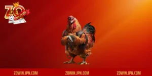 chợ tốt đá gà sóc trăng